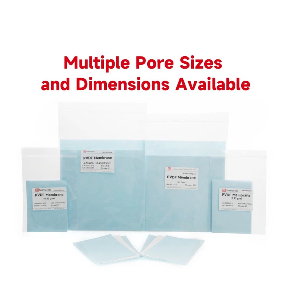 0.2 μm PVDF Membrane