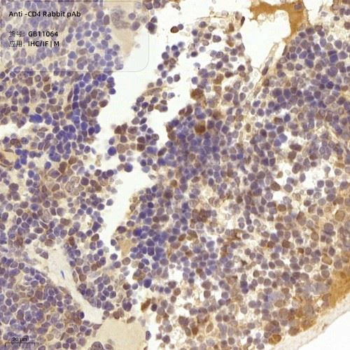 GB11064-100 Anti-CD4 Rabbit pAb-1