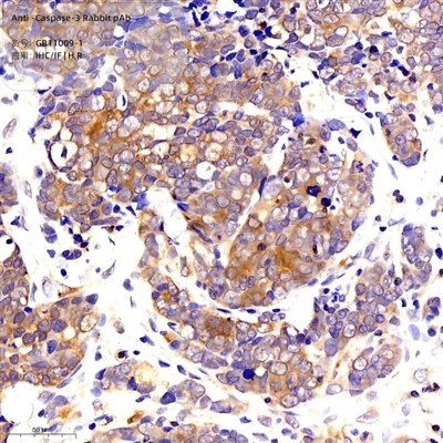 Anti-kaspaasi -3 kanin Pab
