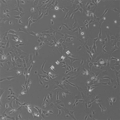 SV40T-transfektoitu ihmisen napalaskimon endoteelisolu (PUMC-HUVEC-T1) -viljelyalustapakkaus